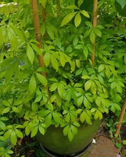 Jiaogulan 'Tea of Immortality', Gynostemma plug, Rare Herb for Tea, Plug Plant