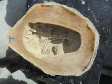 Latex and Fibreglass mould of