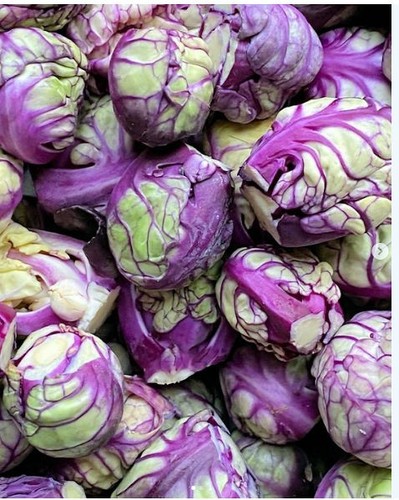 Red rubine brussels sprout - brussels,