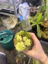 Pinguicula Tina (most Likely