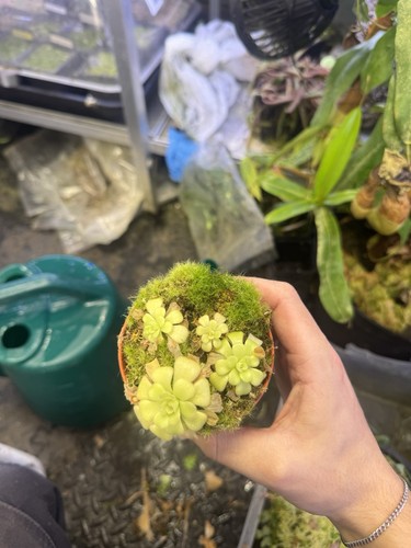 Pinguicula tina most likely - (most,