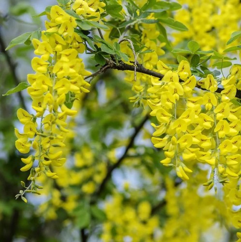 Laburnum vossii golden - laburnum,