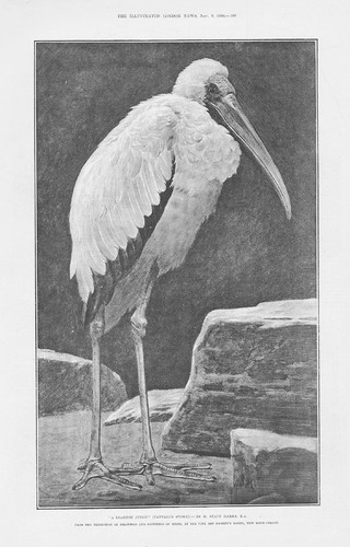 Tantalus stork learned - a, judge