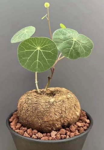 Stephania epigaea giant - epigaea,