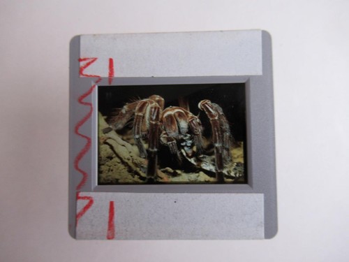 Giant tarantula slide 35mm - ,