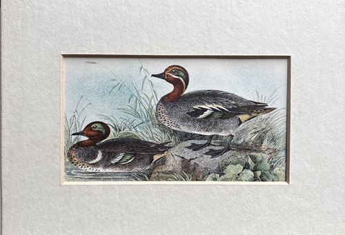 Antique american teal - teal, -teal