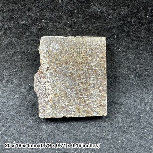 Atlasaurus dinosaur fossil