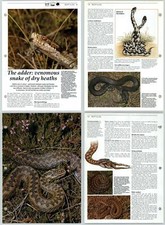 The Adder Venomous Snake Dry