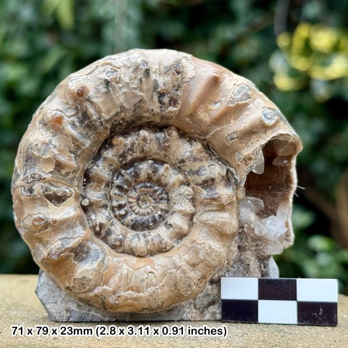 Xipheroceras fossil ammonite - xipheroceras,