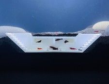 Shrimp hideout maze - hideout,