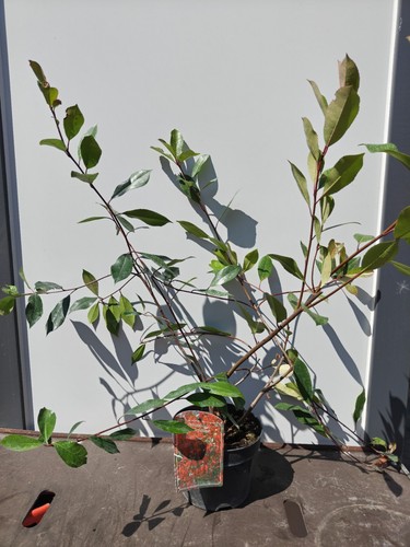 Photinia red robin - red, glossy