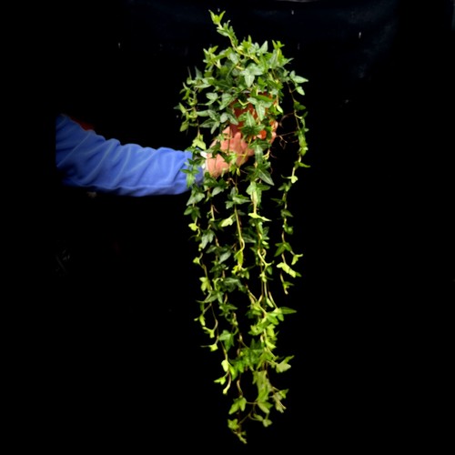 Dark green extra long trailing - extra,