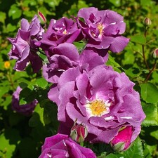 Rhapsody in Blue Rose Bush in 14cm Pot -  Fragrant Purple Floribunda Rose Bush