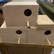 Budgie nest nesting - 3,