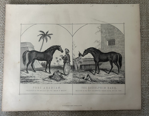 Pure arabian godolphin - pure, &