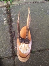 vintage roe deer skull and