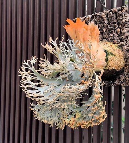 Platycerium willinckii - platycerium,