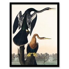 John James Audubon Framed Wall