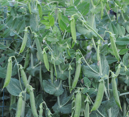 Pea meteor plug - -,