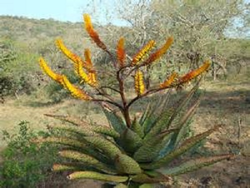 Aloe spectabilis evergreen - aloe,