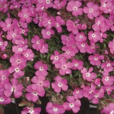 Saponaria plug plants garden