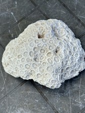 Vintage coral honeycomb - ,