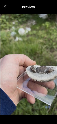 Vulgaris fossil crab eocene - vulgaris,