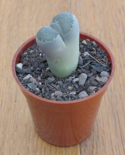 Lithops salicola 322 - salicola,