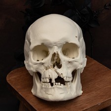 Human skull replica life - skull, |