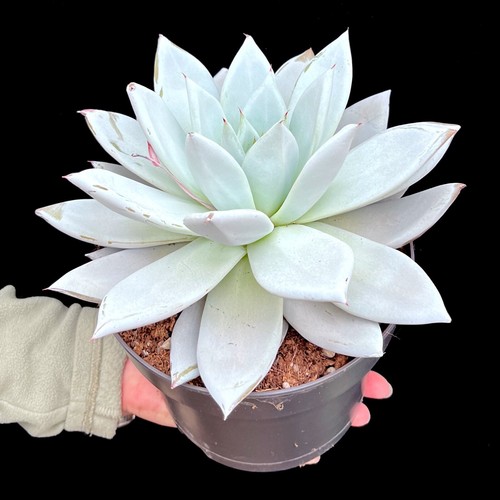 Echeveria giant mexican - 'giant, mexican'