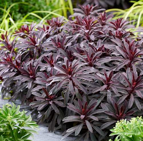 Euphorbia miner merlot - 'miner's, merlot'