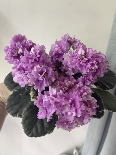 African violets two fresh - african,