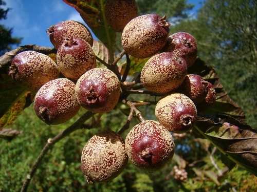 Sorbus megalocarpa large - sorbus, megalocarpa,