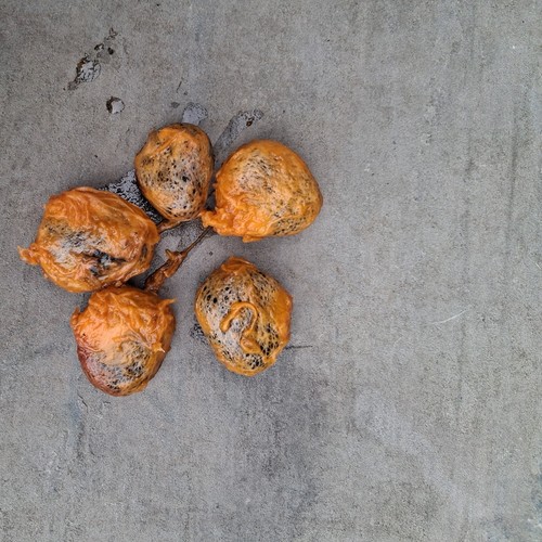 Ugu seeds 5 - (fluted, pumpkin)