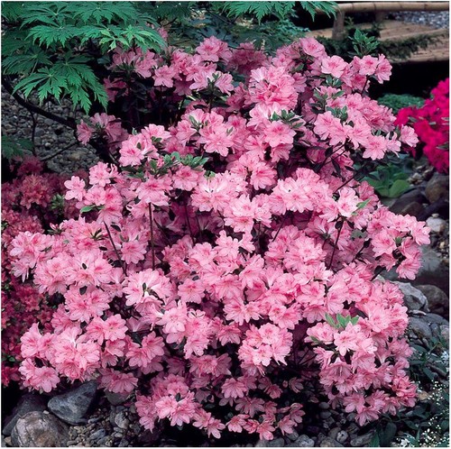 Dwarf japanese azalea japonica - azalea,