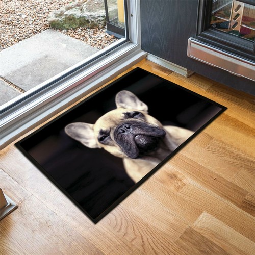 French bull dog - french, cute