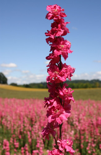 Rocket larkspur delphinium - rocket,