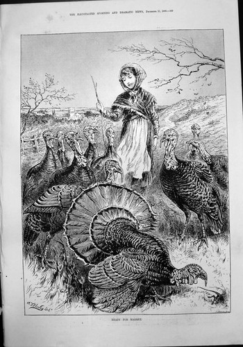 Antique print ready for - antique,