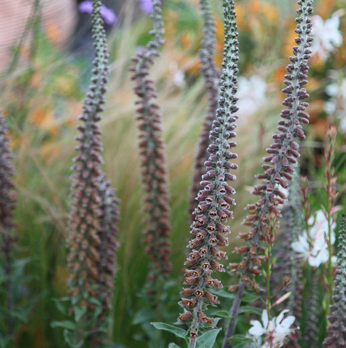 Or 10 digitalis - or,