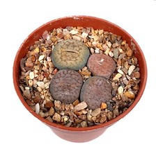 Mixed Lithops group Living