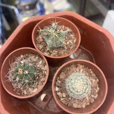 Cacti x 3 ave width ave width