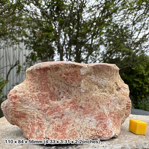 Plesiosaurus vertebra fossil