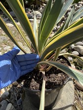 Yucca gloriosa variegata - yucca,