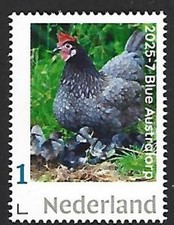 Netherlands 2025-7  Chicken: Blue Australorp   mnh G