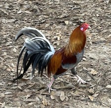 10 Heritage Yardbird