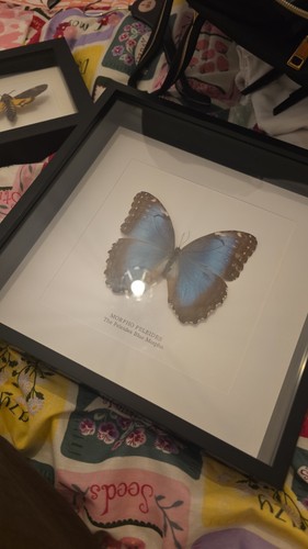 Beautiful real morpho - beautiful,