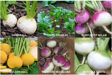 Turnip seeds, Golden Ball