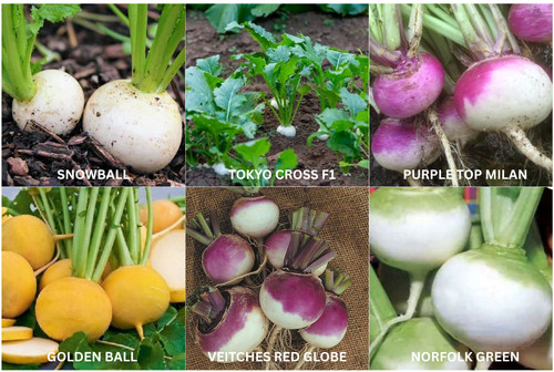 Turnip seeds golden ball - turnip,