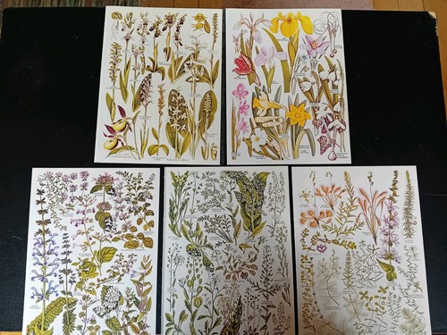 Vintage botanical pages - botanical, paper