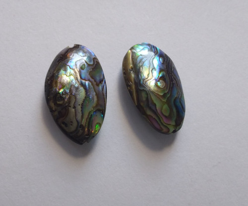 Natural paua abalone - paua/abalone, shell